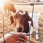 わたしのアメリカ